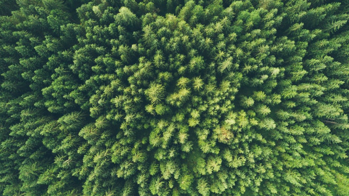 bird eye view photography of a green trees